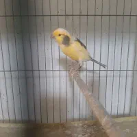 تعدادی قناری نر بخون|پرنده|فردیس, شهرک شهید حسینی|دیوار