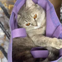 واگذاری گربه بریتیش