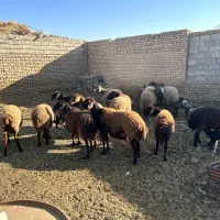 15راس کاور ۲ دندان و ۴ دندان|حیوانات مزرعه|بردسکن, |دیوار