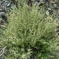 اویشن برگ بهن امسالی کهنوج