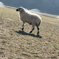 قوچ گوراند پاچن|حیوانات مزرعه|خاش, |دیوار