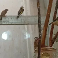 سهره|پرنده|ساوه, |دیوار