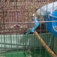 یک جفت مرغ عشق|پرنده|قم, نیروگاه|دیوار