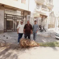 بریدن نخل قطع نخل حرس نخل سمپاشی در آوردن ریش نخل