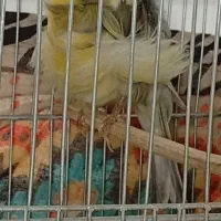 قناری تمام فر ماده