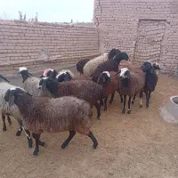 فروش فروش توخلی