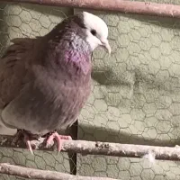 کبوتر گمشده|حیوانات|قم, نیروگاه|دیوار