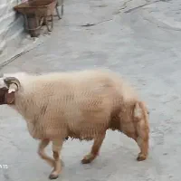 یک عدد قوچ سنجابی|حیوانات مزرعه|کرمانشاه, |دیوار