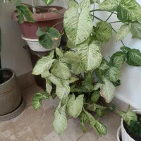 دوتا گلدون  طبیعی