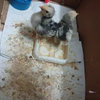 تخم مرغ مینیاتوری سبرایت