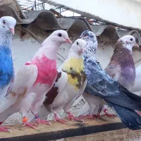 کفتر پرشی