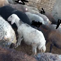 گوسفندبره نرپلنگی