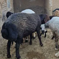 قوچ هتروزیگوت افشار با برگ آزمایش ۲ساله کاربلد|حیوانات مزرعه|شیراز, داریون|دیوار
