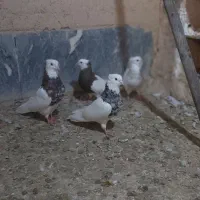 یه گله طوقی
