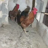 سلام دوتا خروس با دوتا مرغ خوب