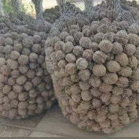 گردو درجه یک الشتر