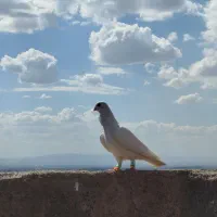 کبوترسفیدفری طوقی سرونج پرشی ساده سیاه دم سفیدماده