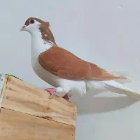 ماده چپ زرد عتیقه