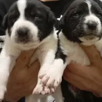 توله سگ قهدریجانی اصیل قلاده-نگهبان باغ و..