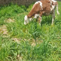 گاو با دوتا تلیسه ویکی گوساله