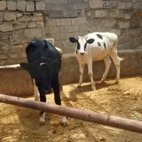 دو عدد گوساله کیلو ۶۸۰