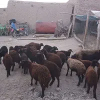 بره  قزل افشار دامازدخ،گوسفند|حیوانات مزرعه|مهربان, |دیوار