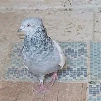 کبوتر سینه سبز.سینه ابی|پرنده|شیراز, کوشک میدان|دیوار