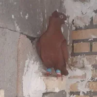 دو  عددنر بریی سیاوسرخ کاکولی