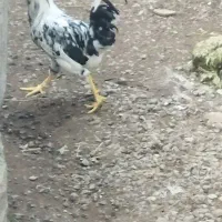 سه تا خروس گلین لری بالغ|حیوانات مزرعه|رضوانشهر, |دیوار