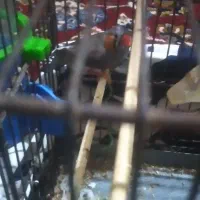 یک جفت فنچ نروماده|پرنده|قرچک, امین آباد|دیوار