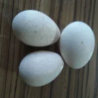 تخم بوقلمون