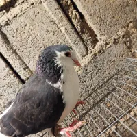 کبوتر|پرنده|خورموج, |دیوار