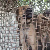 واگذاری سگ سراب نگهبان