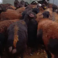 گوسفندمیش ابستن