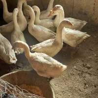غاز بدون هورمون و بدون تزریق دارو|حیوانات مزرعه|ارومیه, |دیوار