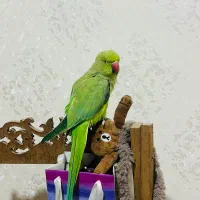 طوطی ملنگو