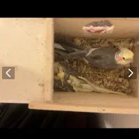 جفت مولد و ماده بالغ