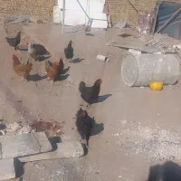 مرغ خروس|حیوانات مزرعه|تربتحیدریه, بالا ولایت|دیوار