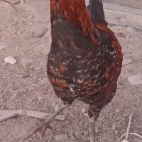 خروس گلین لری خال دار