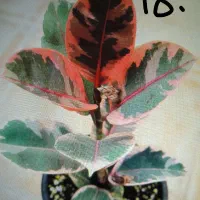 گل انار ۸۰|گل و گیاه طبیعی|بروجرد, |دیوار