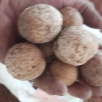 گردو پوست کاغذی