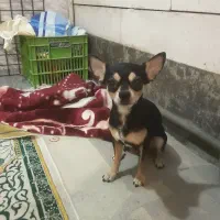 سگ شیواوا شیهواهوا نر اصیل|سگ|اصفهان, دشتستان|دیوار