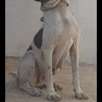 سگ ماده گریدین فحل