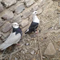 کبوتر نرپر و پرشی|پرنده|خاش, |دیوار