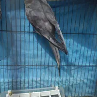 عروس هلندی سخنگو