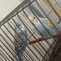 مرغ عشق با قفس