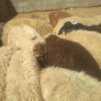 بره