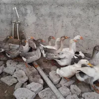 غاز محلی گوشتی و سنگین وزن|حیوانات مزرعه|رشت, پسیخان|دیوار