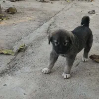 سگ نر دو ماهه|سگ|بسطام, |دیوار