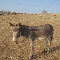 اولاغ نر همه چی تمام|حیوانات مزرعه|آبدانان, |دیوار